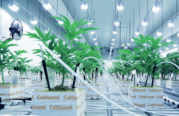 light_strategy_cannabis